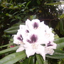 rhodie sappho (rhododendron)