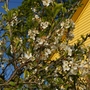 A garden flower photo (Prunus cerasus (Cherry))
