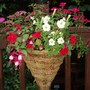 Garden_2007_001