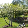 A garden flower photo (Prunus cerasus (Cherry))