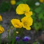 A garden flower photo