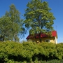 A garden flower photo (Acer pseudoplatanus)