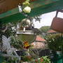 Pams_pics_106