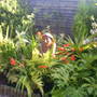 tropical border 