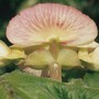 Malefemaleflowers