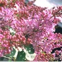 purple lilac (Syringa vulgaris (Common lilac))
