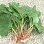 rhubarb