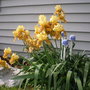 Iris