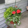 Container_garden_4__2008.jpg