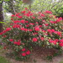 large red rhodie (rhododendron)