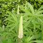 lupine bud (lupinus)