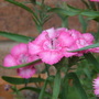 sweet william