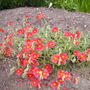 Helianthemum 'stoplight' (Helianthemum nummularium (Common Rockrose))
