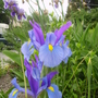 Siberian Iris (Iris sibirica (Siberian iris))