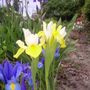 Siberian Iris (Iris sibirica (Siberian iris))