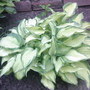 hosta 'on stage'