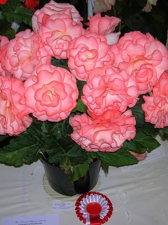 A garden flower photo