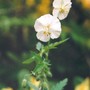geranium phaeum f. album