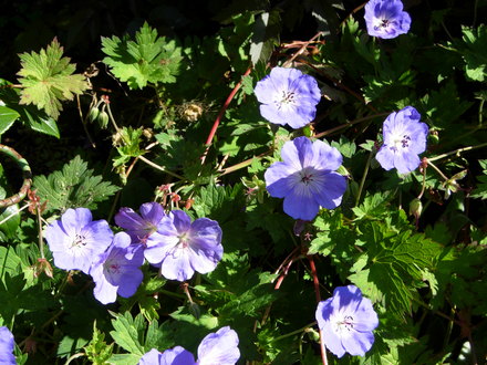 Geranium 'Rosanne'