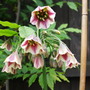 Dscf0295