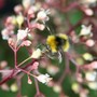 Insects in my Garden