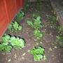Potatoes - Desiree I believe