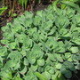 sedum (Sedum spurium)