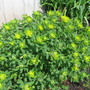 euphorbia (Euphorbia hyberna (Irish Spurge))