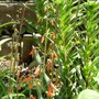 Penstemom Iron Maiden (Penstemon Iron maiden)