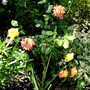 Rose Double Delight (Rosa)