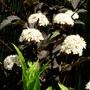 Physocarpus Diabolo