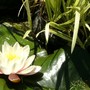 Water lily in big pond in lower garden (Nymphaea alba (Nenufar Blanco))
