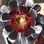 aeonium zwartkop (aeonium zwartkop)