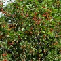 Cherry tree. 