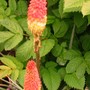 Kniphofia (Kniphofia)