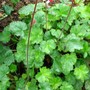 Heuchera Coral Bells (Heuchera)
