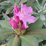 The first flower on my Rhododendron
