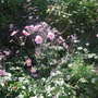 Anemone hupehensis