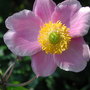 Anemone hupehensis