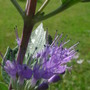 Caryopteris x clandonensis
