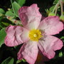 Cistus_silver_pink