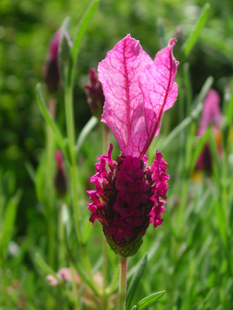 French Lavender (Lavandula stoechas and augustifolia)