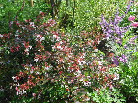 Abelia grandiflora (Abelia x grandiflora)