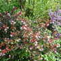 Abelia grandiflora (Abelia x grandiflora)