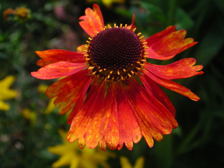 Helenium ' Moerheim Beauty'  (Helenium autumnale)