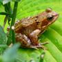 Frog_june_2007_003