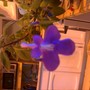 Unk_violet_flower_2