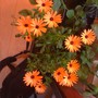 osteospermum
