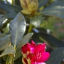 A garden flower photo (Rhododendron Nova Zembla)