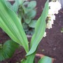 Lily-of-the-Valley (Convallaria majalis (Lily of the valley))
